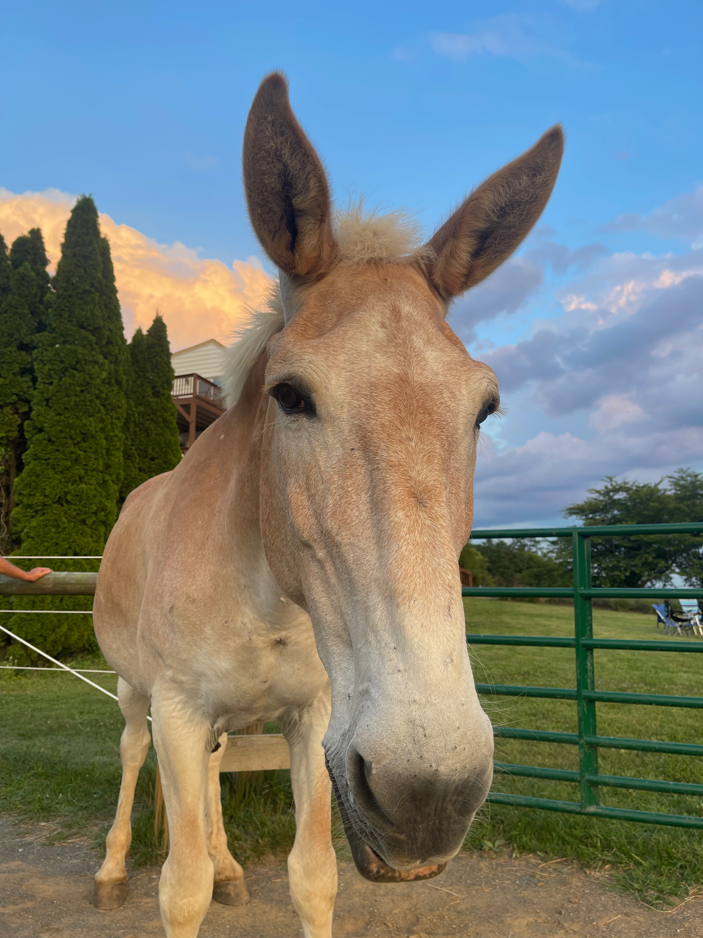 The Mule