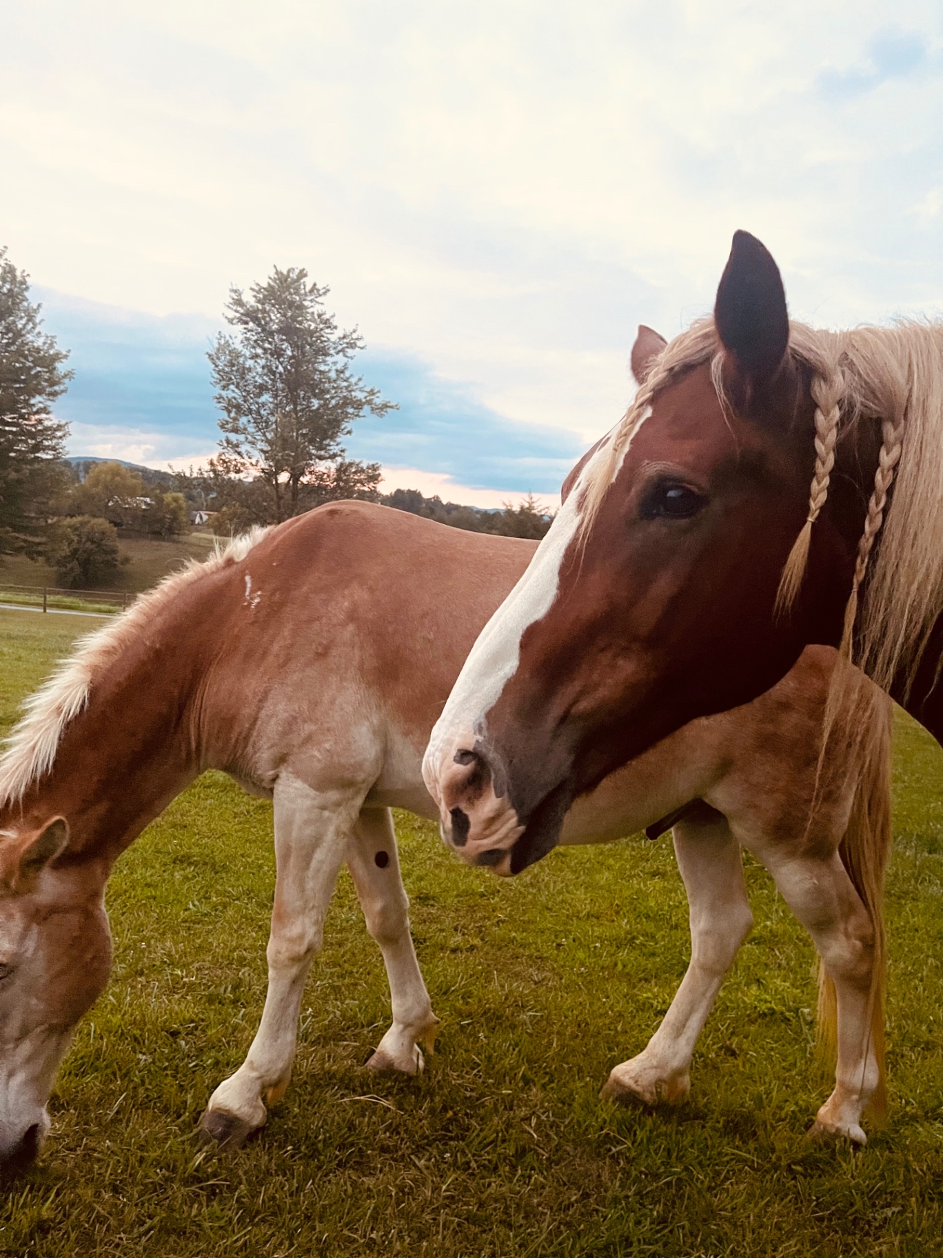 The Horses
