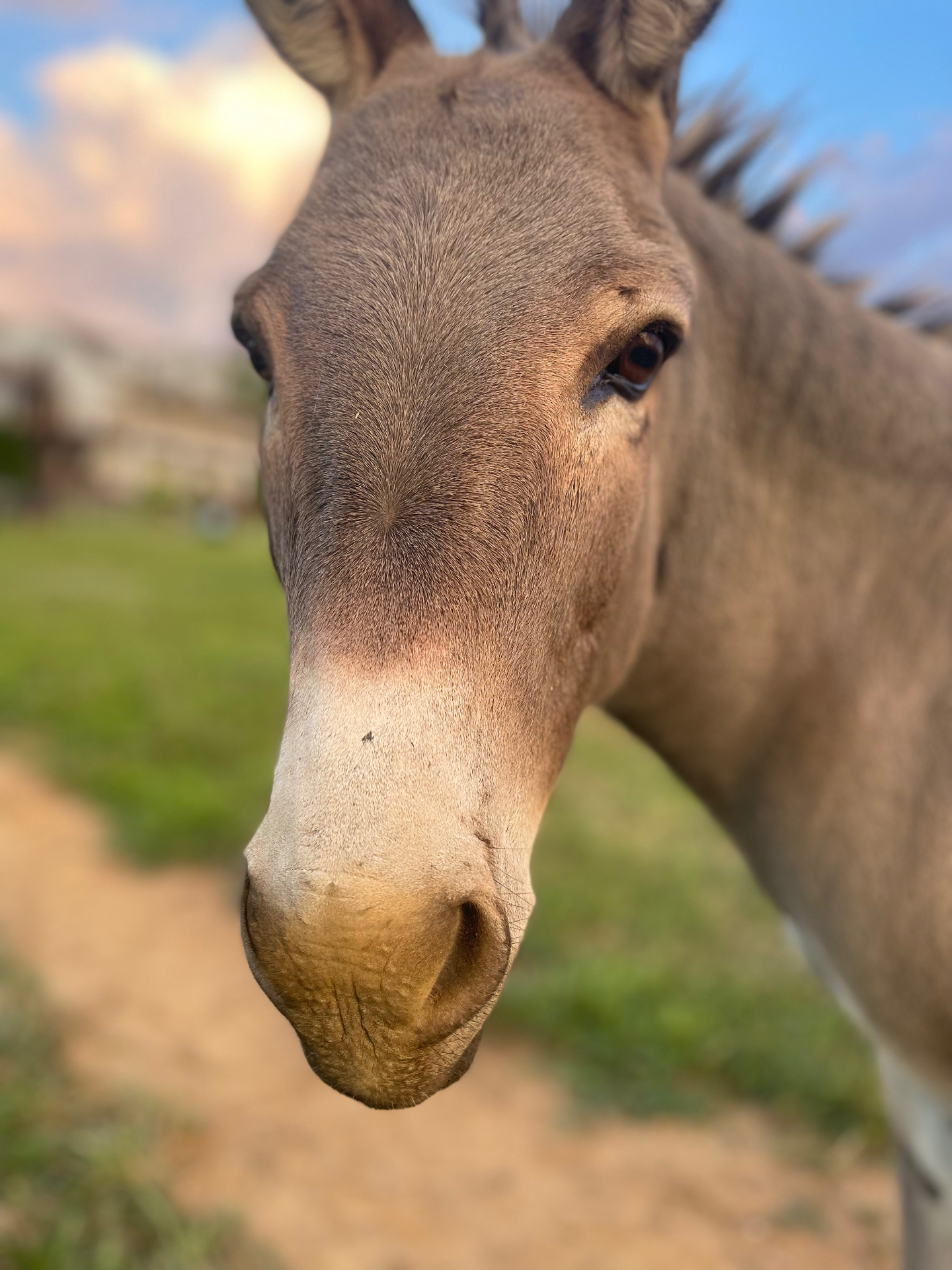 The Donkey